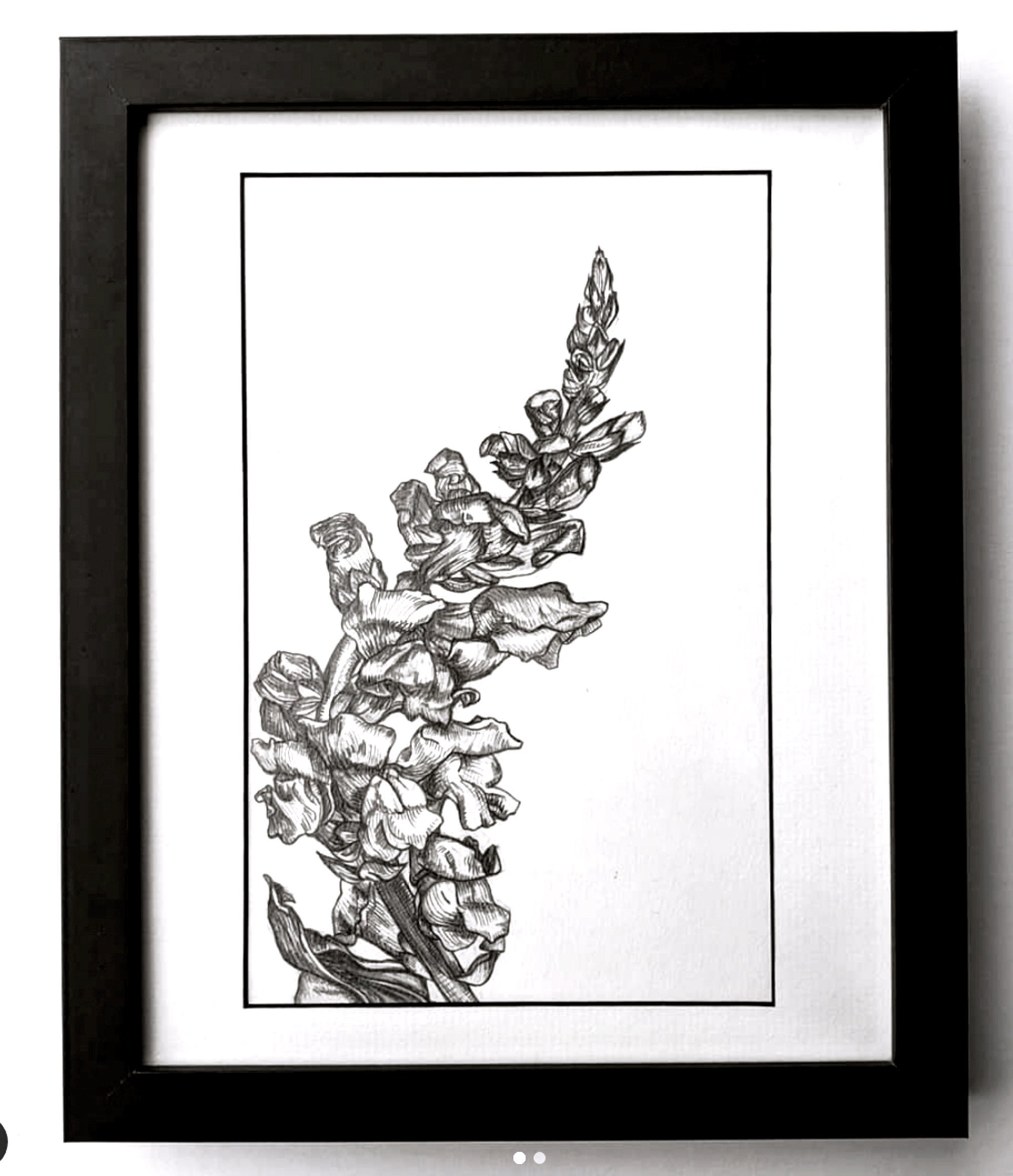 Snapdragon Reproduction Reproduction of Snapdragon Flower Graphite Drawing - Etsy Norway