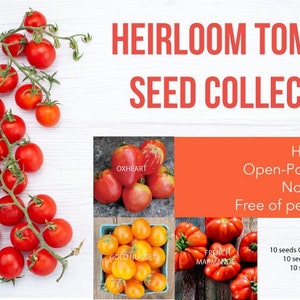 Może przedstawiać: Kolekcja nasion pomidorów odmian heirloom, w tym odmiany Oxheart, Gold Nugget i Marmande. Nasiona są z otwartym zapylaniem, nie są GMO i są wolne od pestycydów. Kolekcja nasion pomidorów heirloom.