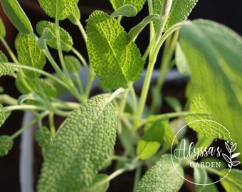 Semillas orgánicas de salvia: reliquia, polinización abierta, sin OGM, cultivo en interiores y exteriores, lechos de cultivo, suelo, hidroponía/acuaponía, paquete de 10 semillas