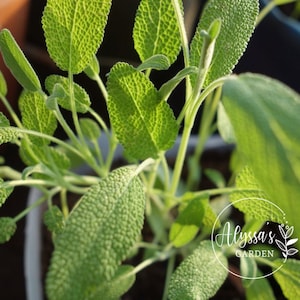 Sage Organic Seeds - Heirloom, Open Pollinated, Non GMO - Grow Indoors/ Outdoors, Grow Beds, Soil, Hydroponics/ Aquaponics | 10 seeds pack
