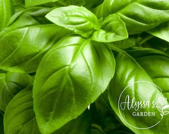 Italienisches Large Leaf Basil Bio-Samen - Heirloom, offen bestäubt, Non GMO 25+ Samen / Packung