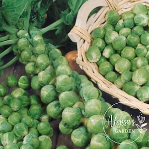 Long Island Brussel Sprouts Seeds Heirloom, Open Pollinated, Non GMO  30 seeds/packet
