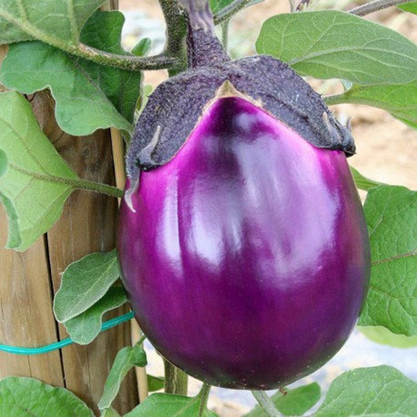Italian Eggplant violet Round of Florence Etsy