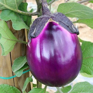 Italian Eggplant &quot;Violet Round of Florence&quot; Heirloom, Italian Aubergine | Open Pollinated, non GMO, 20 seeds per pack