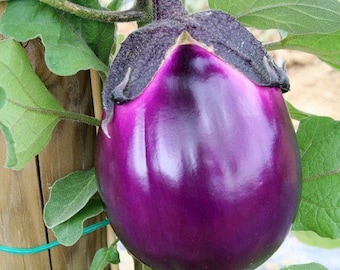 Bakłażan włoski „Violet Round of Florence” odmiana Heirloom, bakłażan włoski | Otwarte zapylanie, bez GMO, 20 nasion w opakowaniu