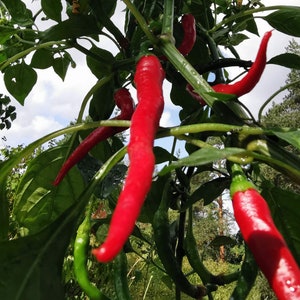 Organic Hot Pepper, Cayenne Chilli Pepper, Chilli Pepper, Hot Chilli | Heirloom, Open Pollinated, Non GMO |  10 seeds pack