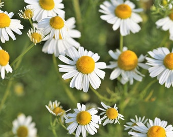 Nasiona rumianku organicznego | Rumianek niemiecki | Matricaria Chamomilla | Nasiona kwiatów rumianku | Nieleczone, bez GMO | Otwarte zapylanie | 100 nasion