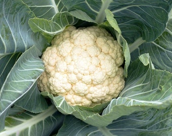 Blumenkohlsamen, Früher Schneeball - Boule de Neige - Erbstück, offen bestäubt, unbehandelt, nicht GMO 20 Samen / Packung