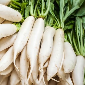 Daikon Radish Seeds | Asian Daikon Radish Seeds | Japanese White Radish | Heirloom, Open Pollinated, Non GMO  20 seeds/packet