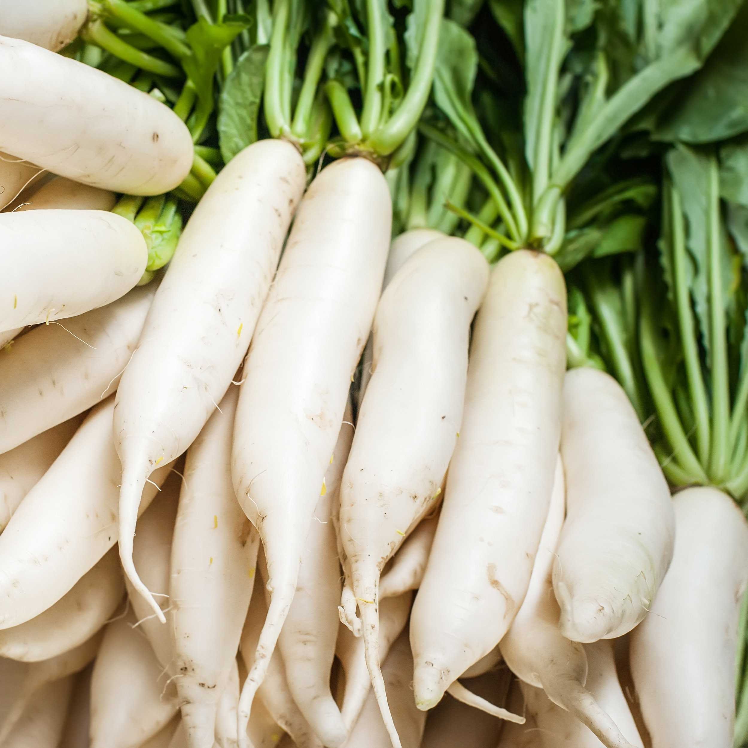 Daikon Radish Seeds | Asian Daikon Radish Seeds | Japanese White