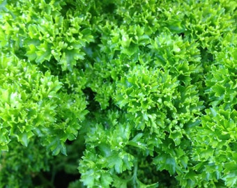 Può includere: Primo piano di prezzemolo verde vibrante, un'erba a foglia con foglie molto arricciate. L'immagine mostra il colore verde fresco e brillante e la consistenza del prezzemolo, evidenziando il suo utilizzo culinario. Il prezzemolo è densamente compatto, creando un aspetto lussureggiante e strutturato.