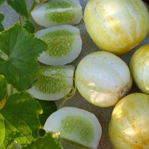 Lemon Cucumber - Heirloom, Open Pollinated, Untreated, Non GMO 20 seeds/pack