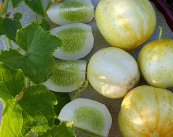 Zitronengurke - Erbstück, offen bestäubt, unbehandelt, ohne GMO 20 Samen / Packung