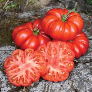 Biologische Italiaanse &#39;Costoluto&#39;-tomatenzaden - Italiaanse &#39;Costoluto Fiorentino&#39;-tomaat |  Heirloom-tomaat, open bestoven, GGO-vrij 10 zaden/verpakking