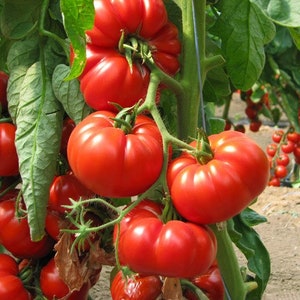 Organic French &quot;Marmande&quot; Tomato Seeds |  Heirloom Tomato , Open Pollinated, Non GMO 20 seeds/pack