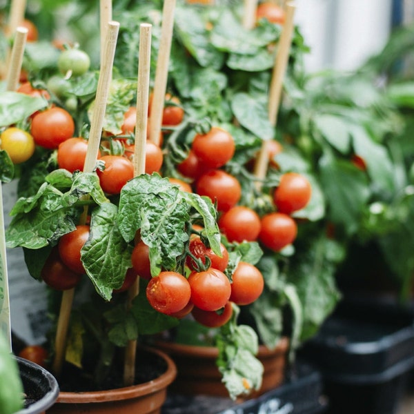 Semi biologici di pomodoro da giardino - cimelio, impollinazione aperta, non OGM 20 semi/confezione