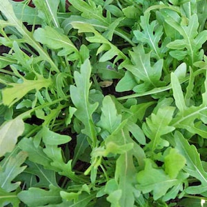 Organic Rocket Arugula/Rucola Seeds | Open Pollinated | Non - GMO | Microgreens | 25 seeds per pack
