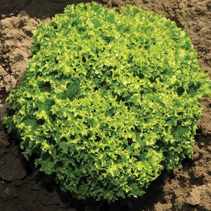 Biologische Krulbladsla zaden | lollo bionda slasoort | Open bestoven slazaden | Tuingrond, Hydroponic en Aquaponic