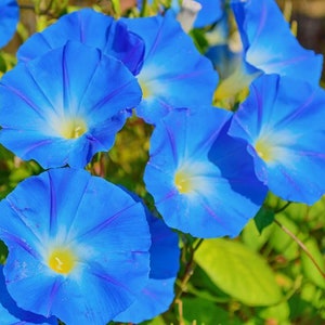 Morning Glory Flower Seeds , Heavenly Blue , Untreated, Non GMO - 15 seeds packet