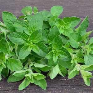 OREGANO - Common Oregano | Origanum Vulgare-  Open Pollinated - non GMO | Herb Garden | Herb Seeds | pack of 20 seeds