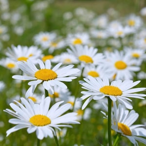Oxeye Daisy Flower Seeds, Common Daisy -  White Daisy - Marguerite - Chrysanthemum leucanthemum - 30 seeds packet