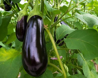 Bakłażan Black Beauty | Odmiana tradycyjna, bez GMO | Bakłażan Black Beauty | 20 nasion w opakowaniu