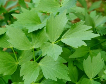 Lovage Seeds - Leuștean, Lestyán, Liebstöckl, любисток, Ligurček lekársky, Levisticum, Open Pollinated non GMO Herb Seeds / paquete de 10 semillas