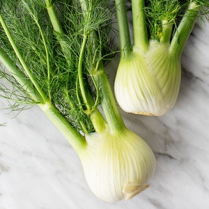 May include: Two whole fresh green fennel bulbs with feathery green fronds on a white marble surface.
