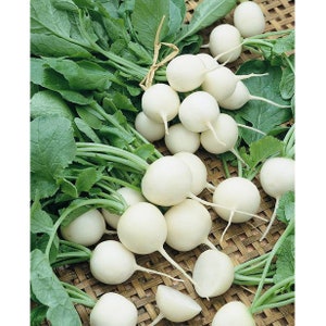 White Beauty Radish Seeds Heirloom, Open Pollinated, Non GMO  20 seeds/packet