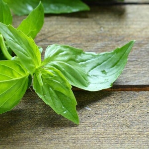 Basilicum &quot;Lemon&quot; Biologische Zaden | Lemon Basil Organic Seeds Erfstuk, Open Bestoven, Non GMO 25+ zaden/verpakking