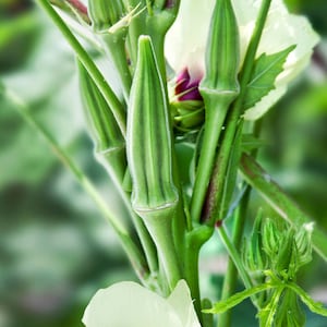 Okra Organic Seeds | Clemson Spineless Okra - Heirloom, Open Pollinated, Non GMO 10 seeds/pack