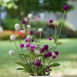 Mélange de graines Gomphrena (blanc, violet, rose) | Globe amarante |  Gomphrena globosa |  Heirloom Flower - paquet de 20 graines