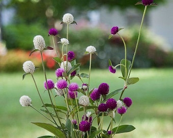 Gomphrena Samen MIX (Weiß, Lila, Rosa) | Kugelamaranth |  Gomphrena Globosa |  Heirloom Flower - Packung mit 20 Samenpaket