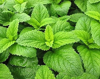 Semillas de bálsamo de limón / Melissa Officinalis- Heirloom, polinización abierta, sin tratar, sin OGM 20 semillas/paquete