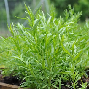 Tarragon Seeds |  Tarragon seeds | Heirloom, Open Pollinated, Non GMO 25+ seeds/packet