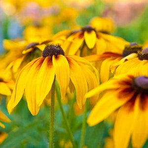 Rudbeckia | Black Eyed Susan | Rudbekia hirta, odmiana rodzinna, nieleczona, bez GMO, 50 nasion/opakowanie, kwiat cięty, ogród motyli