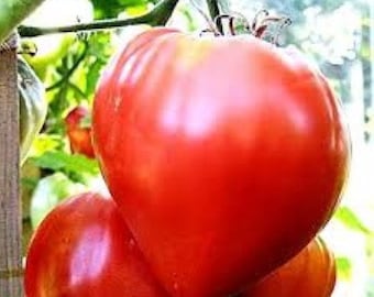 Tomate corazón de buey / Tomate corazón húngaro / Sin OMG / Polinización abierta / Tomate tradicional / 20 semillas por paquete