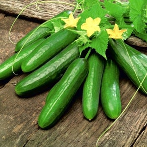 Organic Cucumber Seeds &quot; Gergana&quot;  | Bulgarian Long cucumber|  Heirloom, Open Pollinated, Untreated, Non GMO 20 seeds/pack