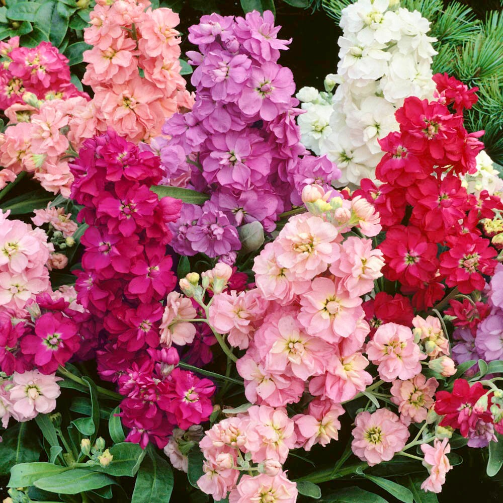 Night Scented Matthiola MIXNight Scented Stocks Etsy