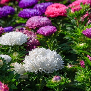 King Size China Aster Mix, Chinese Aster, White, Pink, Purple Mix,  Callistephus chinensis Untreated, Non GMO - 20 seeds packet