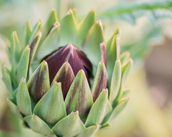 Puede incluir: Primer plano de una alcachofa fresca. La alcachofa tiene hojas verdes y moradas que están muy juntas. Las puntas de las hojas son de un color verde más claro. El centro de la alcachofa es de color morado oscuro.