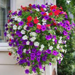 Petunia &quot;MIX&quot;- Annual Flower Garden Seed | pack of 20 seeds packet