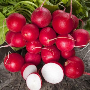 Organic Cherry Belle Radish Seeds Heirloom, Open Pollinated, Non GMO  20 seeds/packet