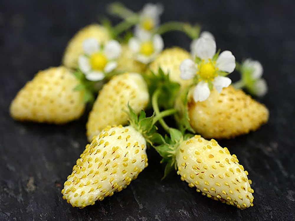 　ワイルドストロベリー CZ Grain Wild Strawberry Seeds, 100+ Heirloom, Fragaria