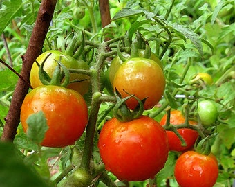 Romanian authentic tomato "Buzau 22" | non-GMO | Open-Pollinated | Heirloom Tomato | 20 seeds per pack