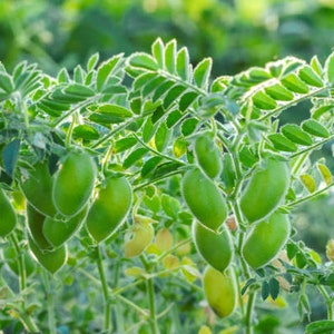 POIS CHICHES, héritage, pollinisation libre, sans OGM 10 graines/paquet