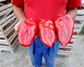 Pimiento dulce Slonovo Uvo, Pimiento dulce oreja de elefante, Pimiento Ajvar Paprika / Variedad tradicional, polinización abierta, sin OMG / 10 semillas/paquete