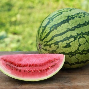 Organic Watermelon Seeds | &quot;Crimson Sweet&quot; Watermelon Seeds | Melon Seeds | Fruit Seeds | 8 seeds per pack