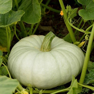 White Flat Pumpkin Seeds | Pumpkin seeds | White pumpkin seeds | heirloom pumpkin seeds