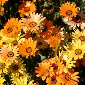 African Daisy | Dimorfoteca Seeds | African Daisy , Untreated, Non GMO - 10 seeds packet